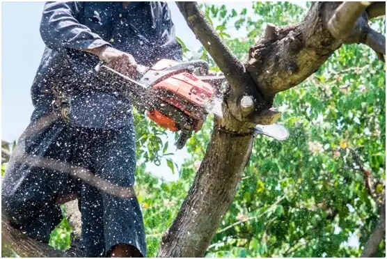 tree services Boyertown